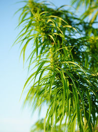 Low angle view of palm tree against sky