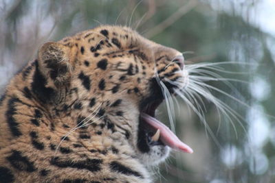 Close-up of leopard yawning