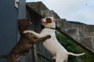 Dog relaxing on a wall