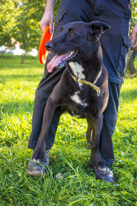 Dog with owner. sports concept. dog waiting for the team