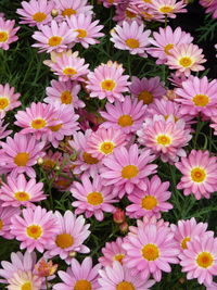 High angle view of flowering plants