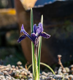 Close-up of purple crocus flowers on field