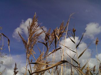 Plants against sky during winter