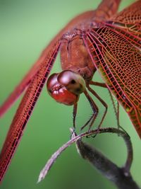 Close-up of insect