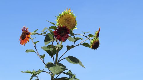 Low angle view of flowering plant against blue sky