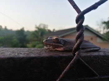 Close-up of frog on rusty metal fence