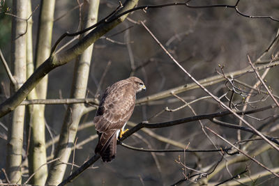 Close-up of bird perching on branch