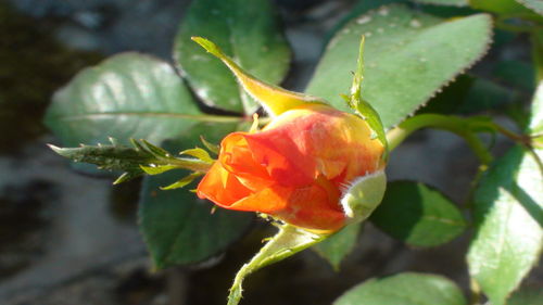 Close-up of flower blooming outdoors