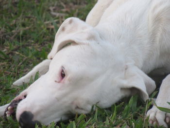 Close-up of dog on field