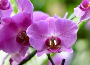 Close-up of pink orchids