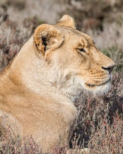 Close-up of a lioness