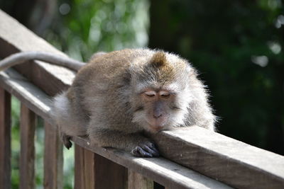 View of monkey