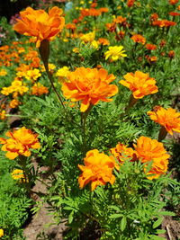 Yellow flowers blooming on field