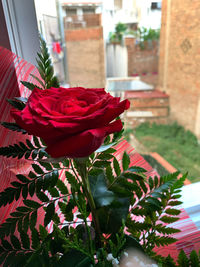 Close-up of red rose flower