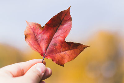 Cropped hand holding maple leaf against sky