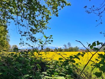 Yellow flowering plants on field against clear sky