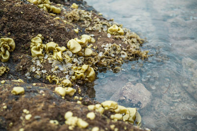 High angle view of fungus and shells on shore at beach