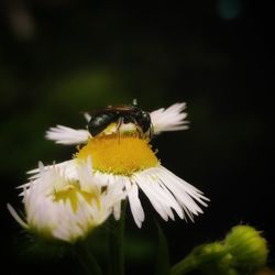 Close-up of bee on yellow flower