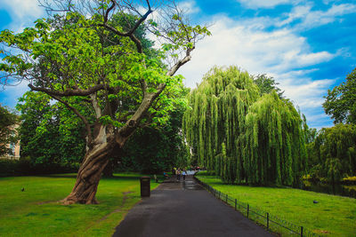 Road amidst trees against sky