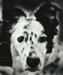 Close-up portrait of dog