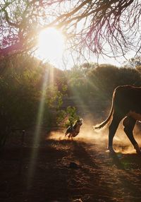 View of dog on land against bright sun