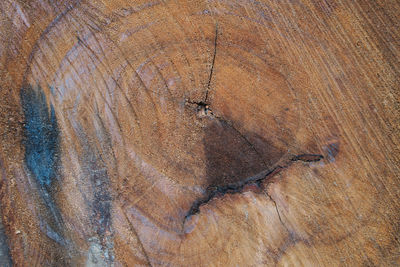 Full frame shot of tree stump