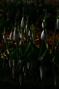 Close-up of white flowering plants on field