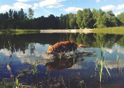 Reflection of trees in lake