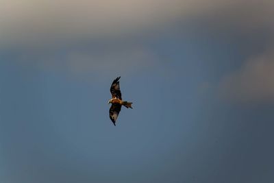 Low angle view of eagle flying in sky