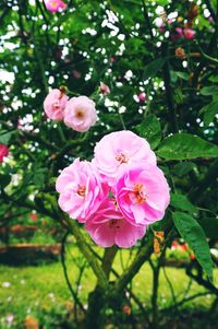 Close-up of pink flowers on tree