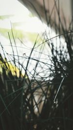 Close-up of grass against blurred background