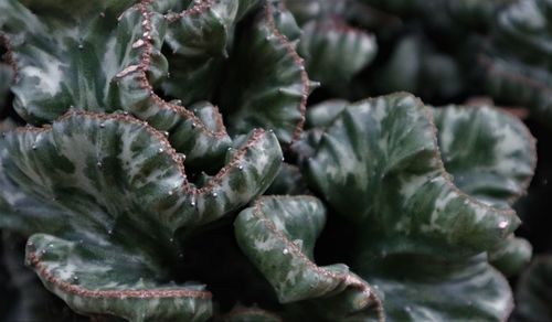 Full frame shot of vegetables