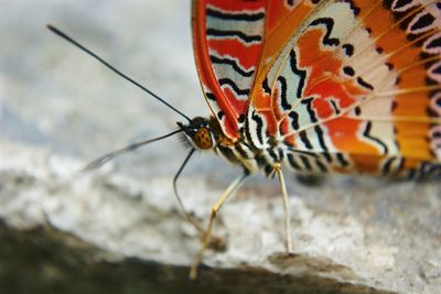 Close-up of insect