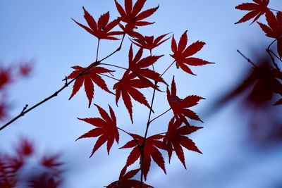 Close-up of maple leaves against blurred background