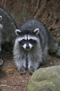 raccoon