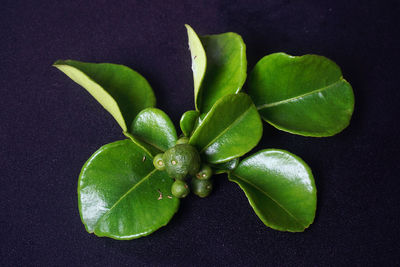High angle view of green plant against black background