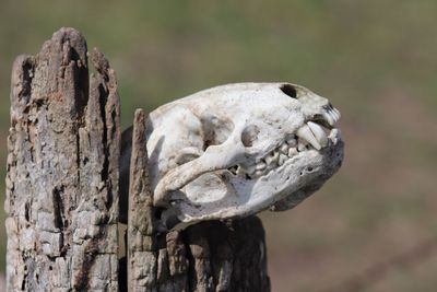 Close-up of animal skull