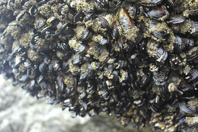 Close-up of bee on the ground