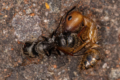 Close-up of spider