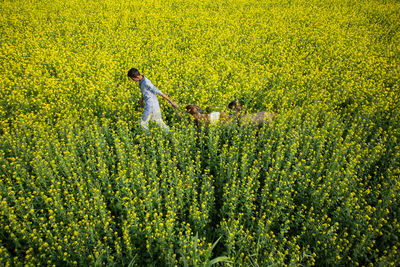 Scenic view of yellow flowering plants on field