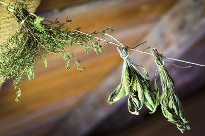 Close-up of plant growing outdoors