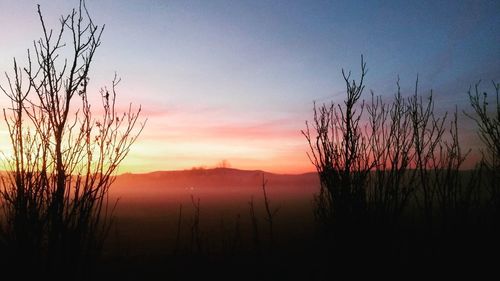 Plants growing on landscape against sky during sunset