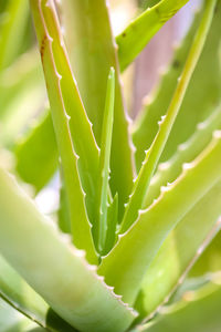 Close-up of succulent plant