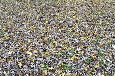 High angle view of dry leaves on field