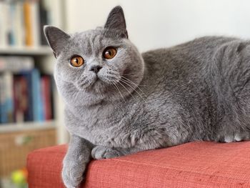 Close-up portrait of cat sitting on bed at home