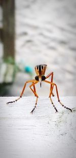 Close-up of spider