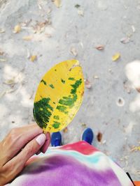 Cropped hand of person holding plant