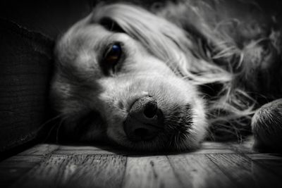 Close-up portrait of a dog resting