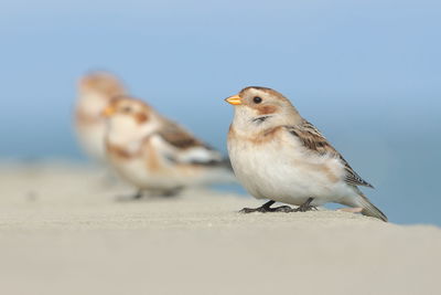 Close-up of birds perching on the wall