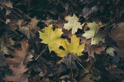 Close-up of yellow maple leaves